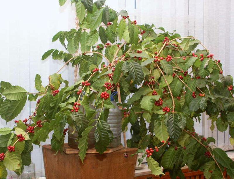 выращивание кофейного дерева