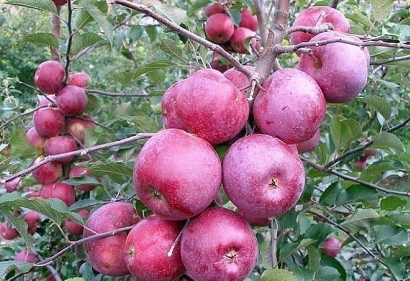 Польские сорта яблок с фото и описанием