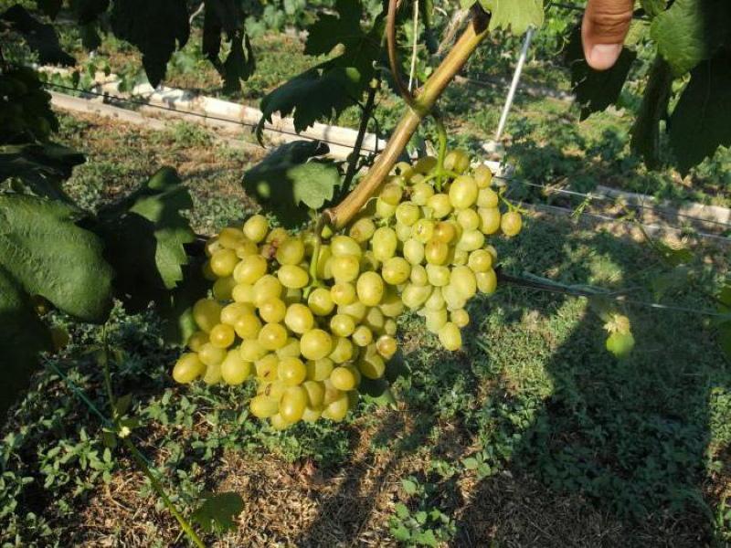 виноград галахад описание сорта плюсы и минусы