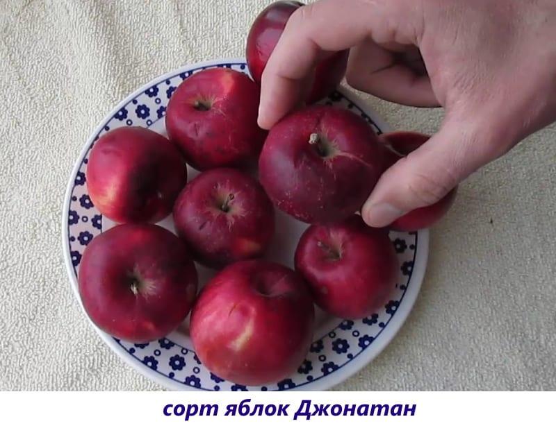 сорт яблок джонатан