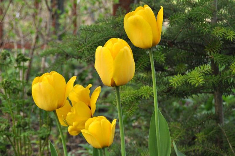 тюльпаны Golden Apeldoorn