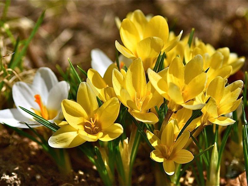 цветут желтые крокусы