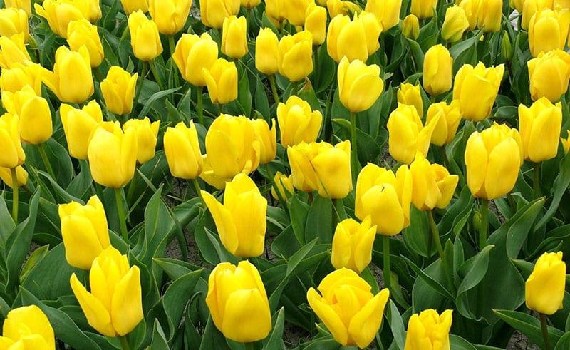 яркие солнечные тюльпаны