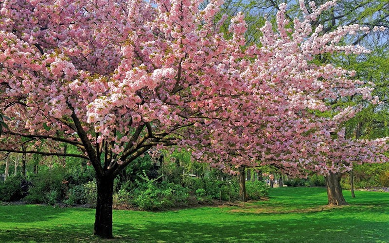 цветущие деревья в саду