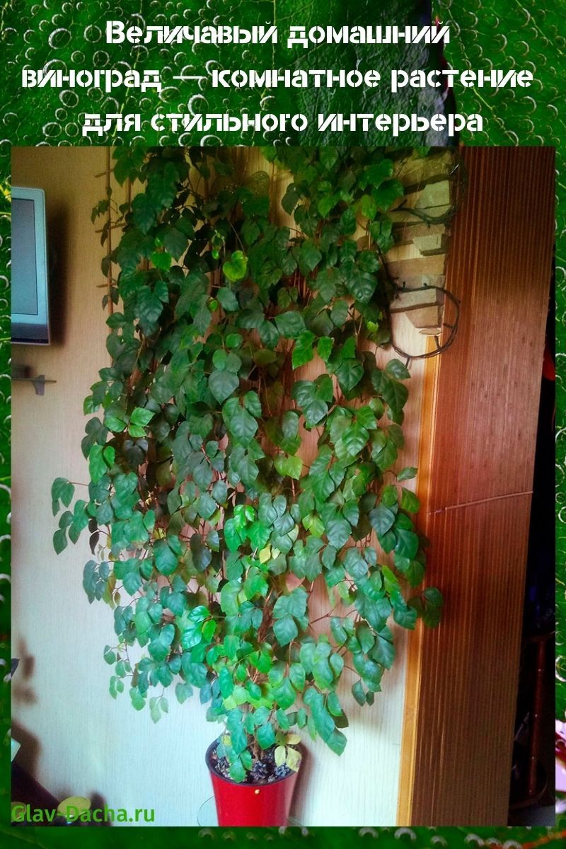 домашний виноград комнатное растение