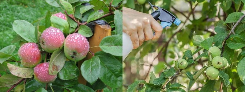 обработка яблони от болезней