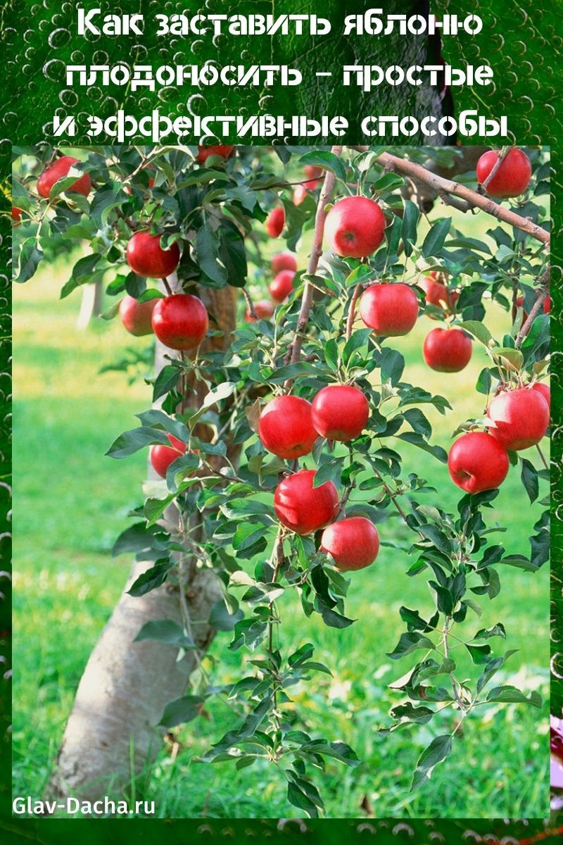 как заставить яблоню плодоносить