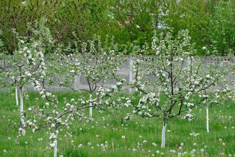 цветут но не плодоносят яблони