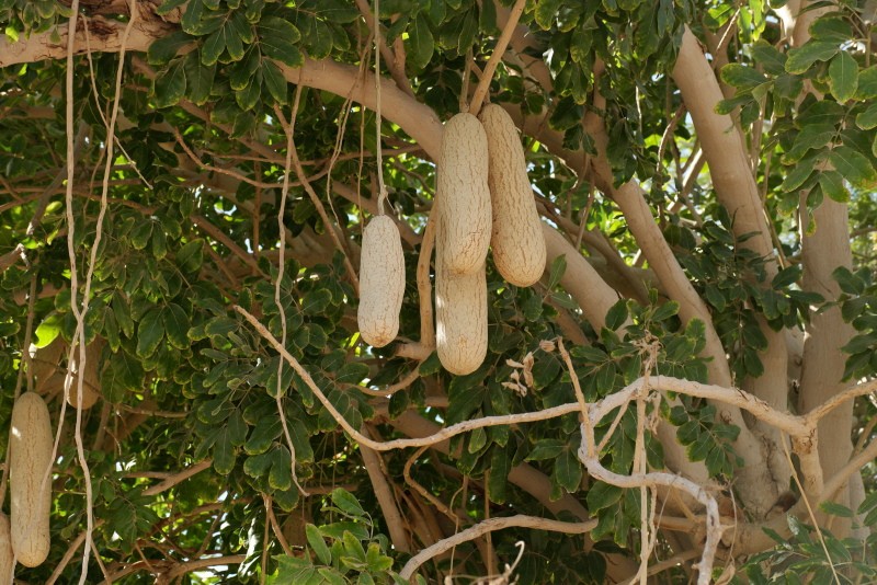 колбасное дерево фото и описание