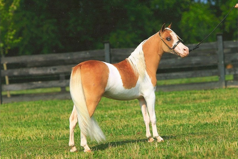 лошадь Фалабелла