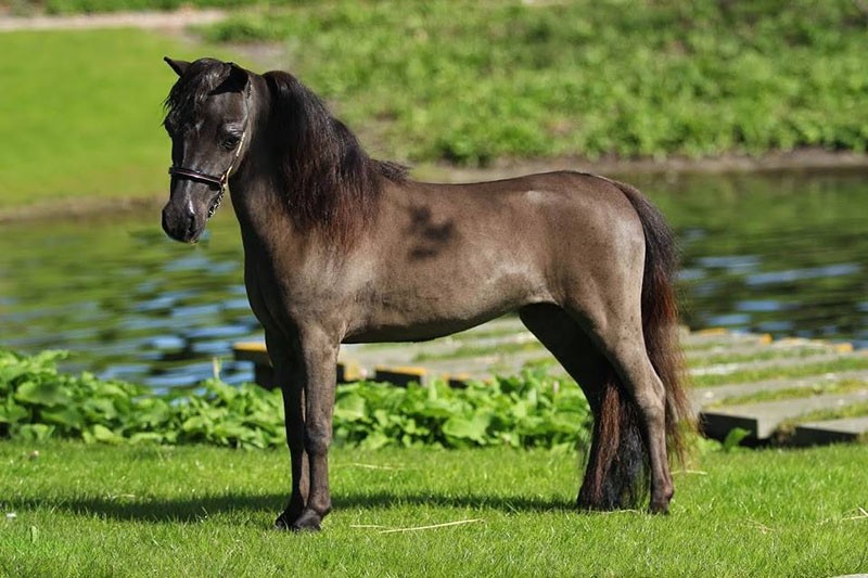 карликовая лошадь Фалабелла