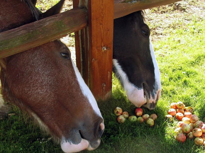 угощаем лошадей яблоками