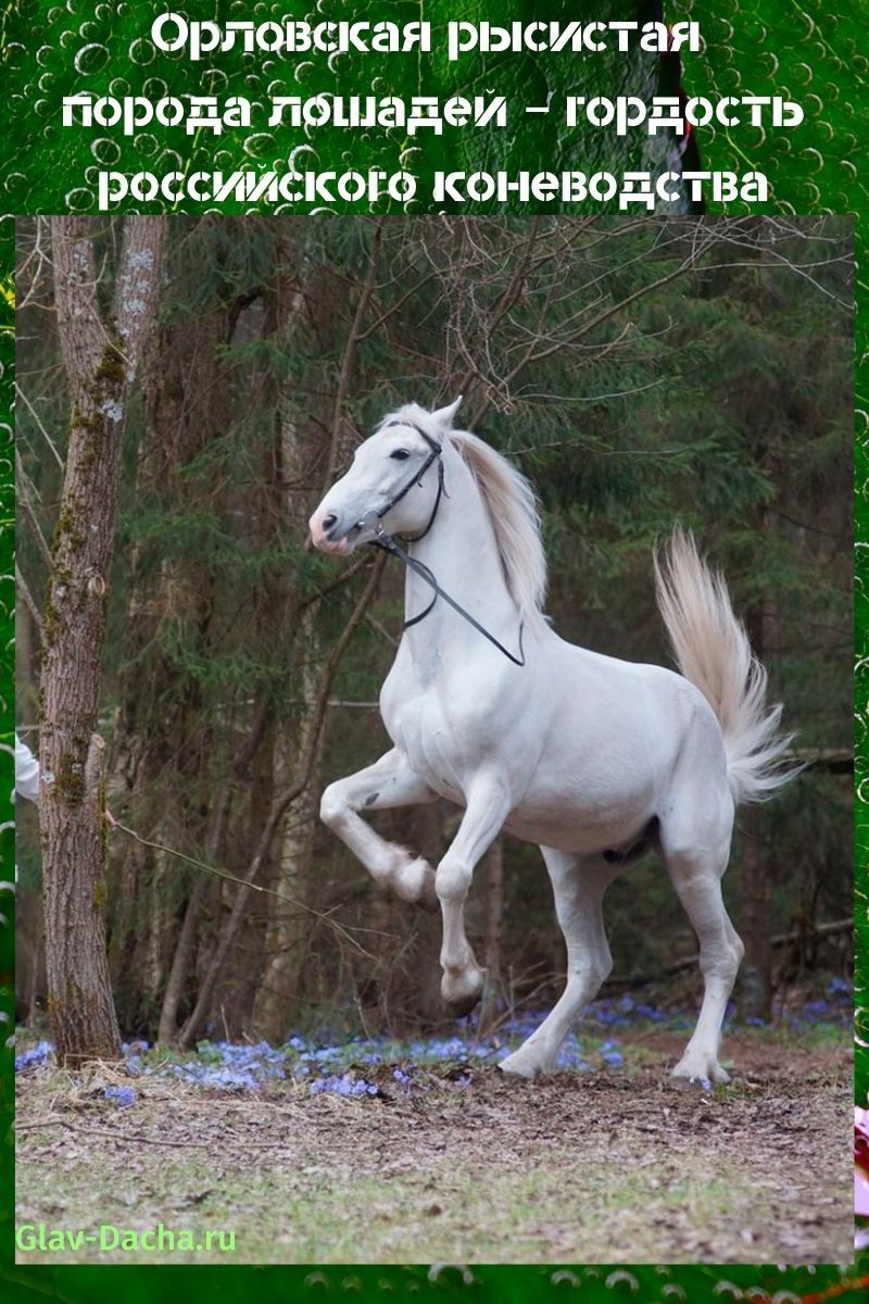 Орловская рысистая порода лошадей - особености происхождения