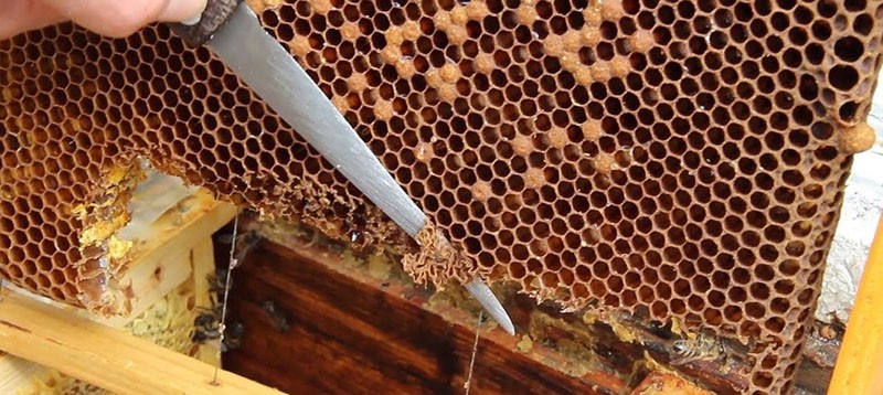 выведение пчелиной матки