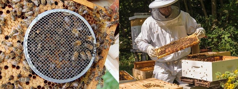 замена пчеломатки