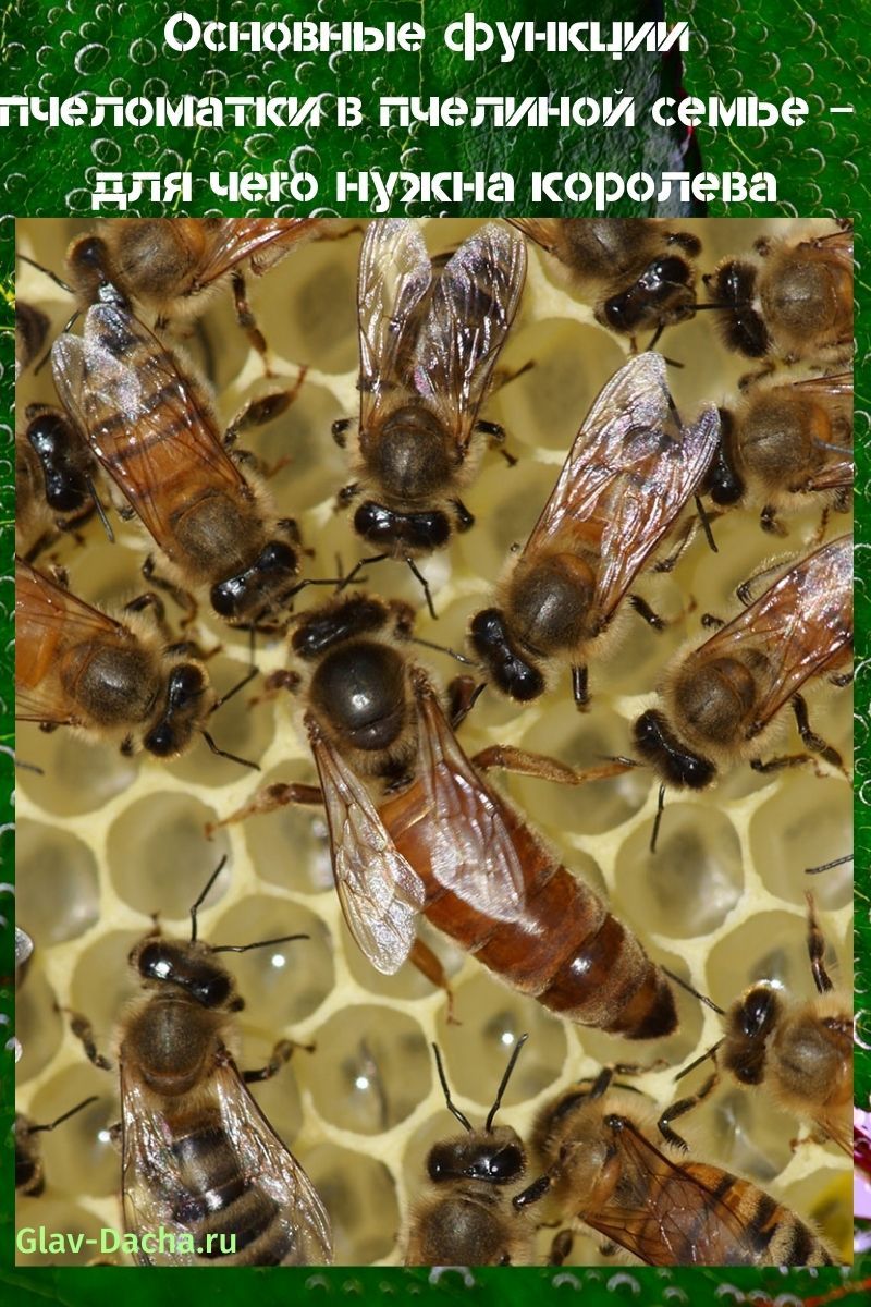 пчеломатка в пчелиной семье