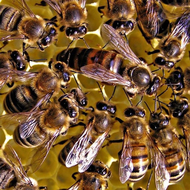 глава пчелиного семейства