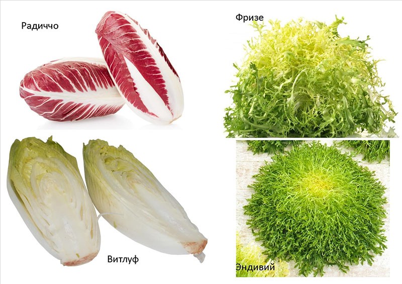 разновидности салата