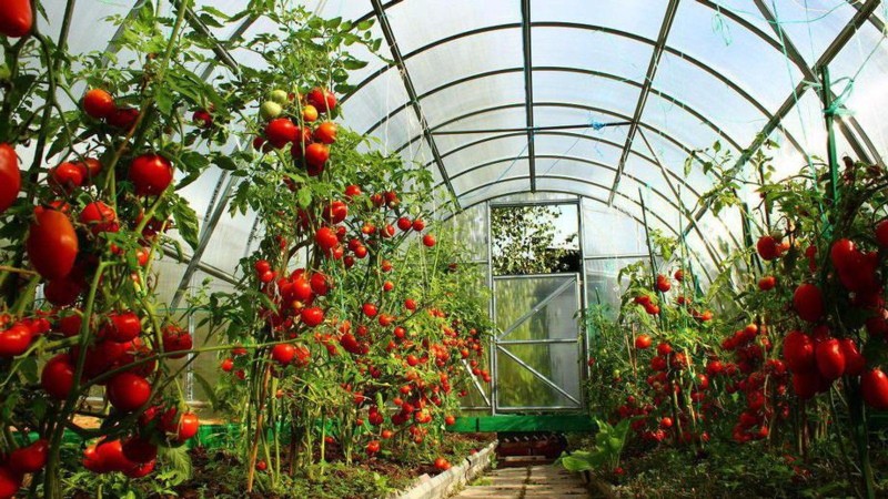 выращивание помидоров в теплице из поликарбоната