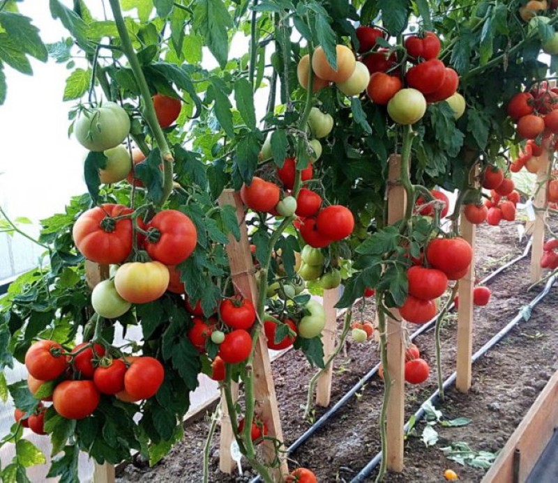 какие томаты сажать в теплице