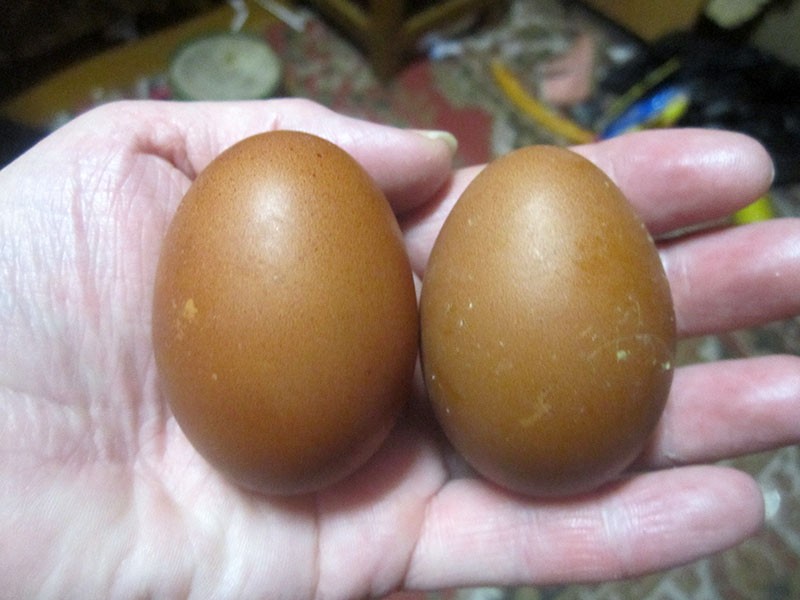 яйца молодых несушек