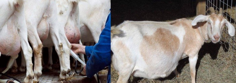 проявления болезни кетоз у козы