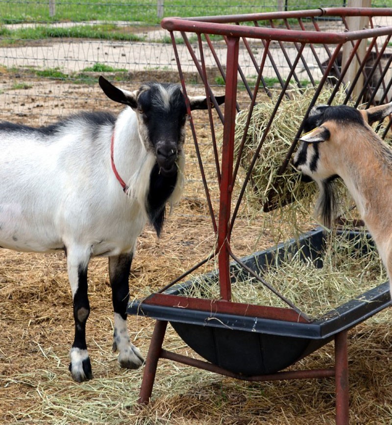 рацион питания козы