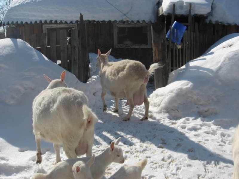 территория для зимних прогулок коз
