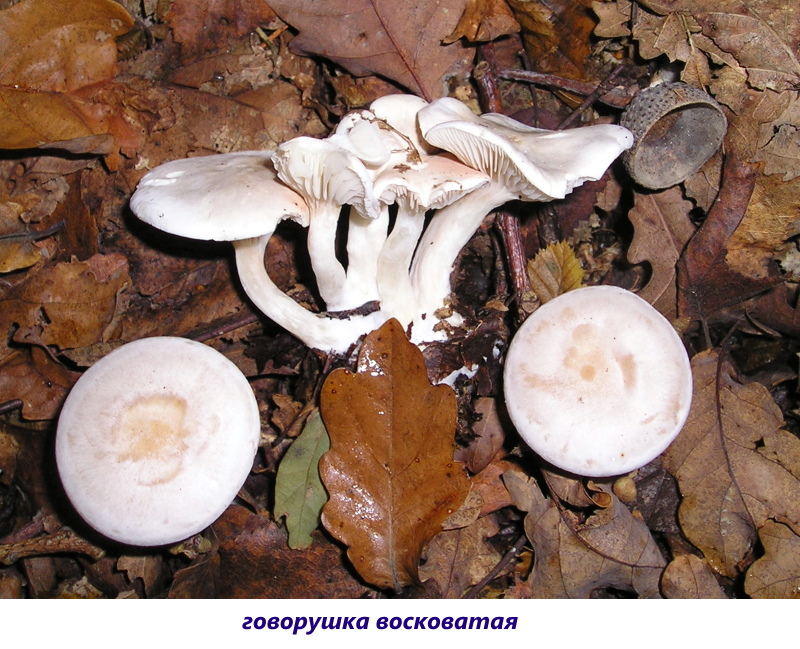 гриб говорушка фото и описание ядовитая говорушка восковатая