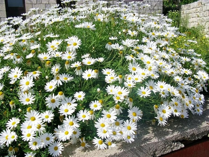 крупные белые цветы