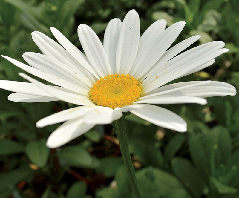 крупный цветок леукантемума