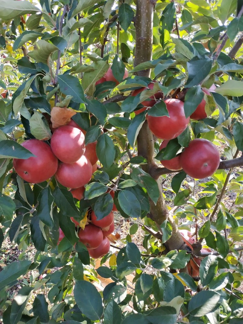 Снимаем осенью, едим зимой — яблоня Айдаред, описание сорта
