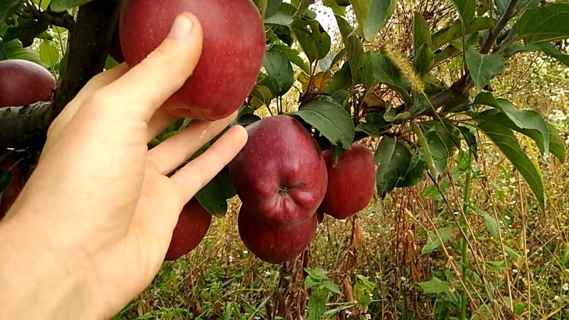 Фрукты, которые могут храниться до лета — яблоня Рихард, описание сорта