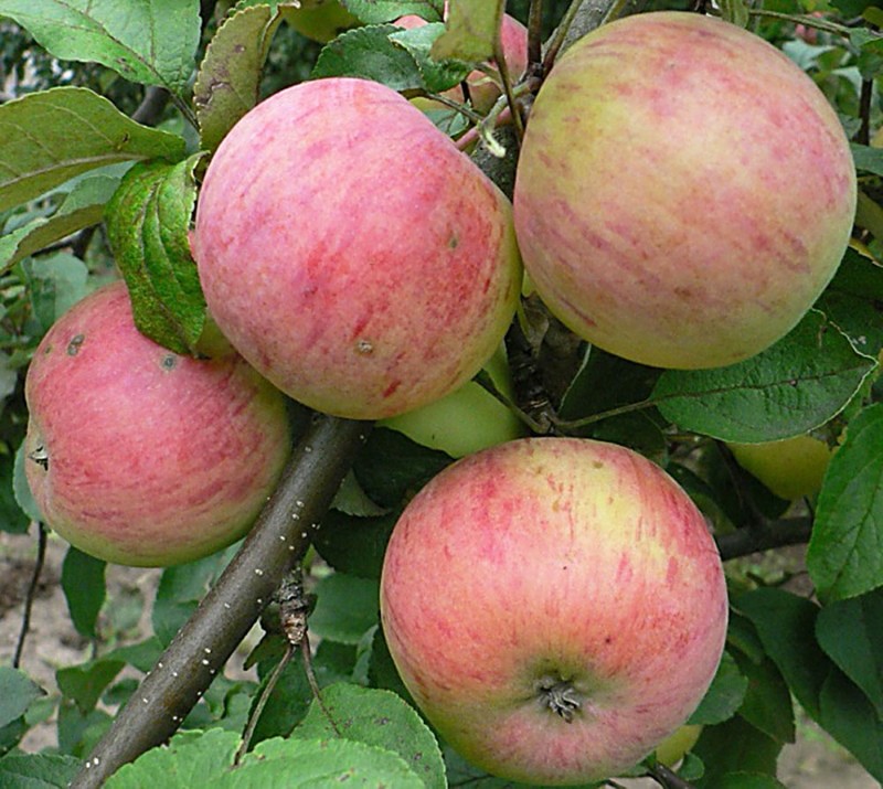 виды яблони шафран