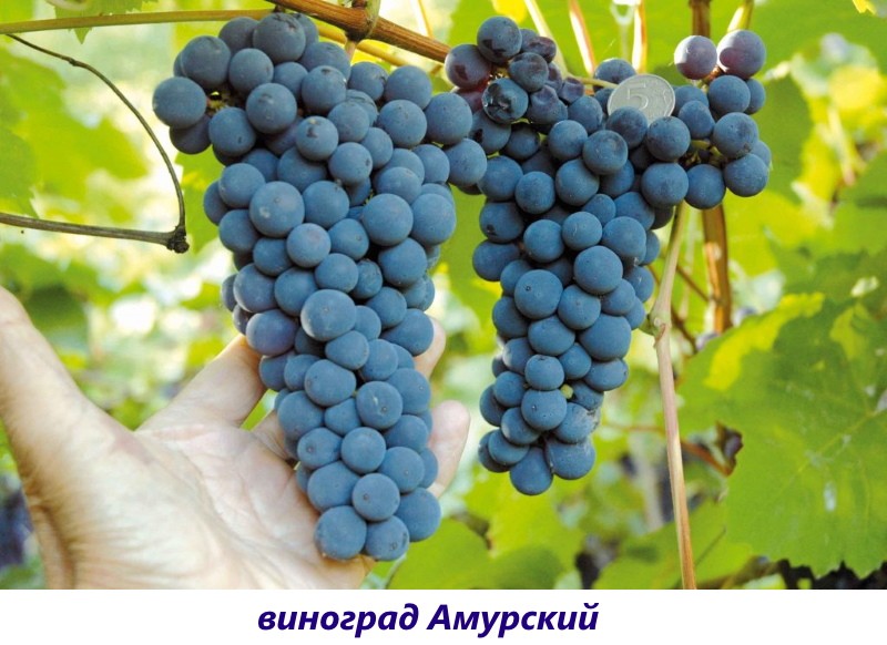 сорт винограда амурский