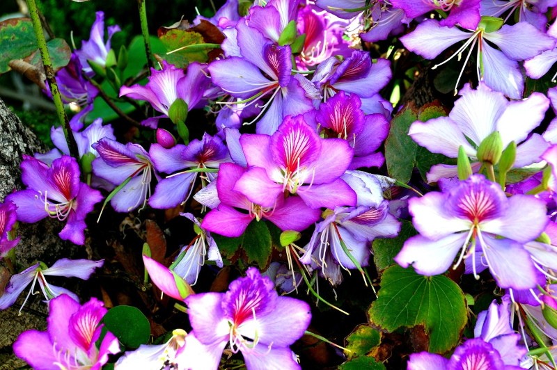цветение баухинии