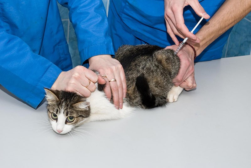 инструкция по применению ветеринарного Ронколейкина для кошек