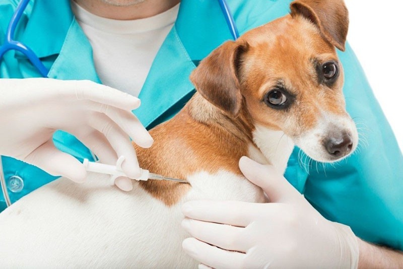 укрепление иммунитета собаке