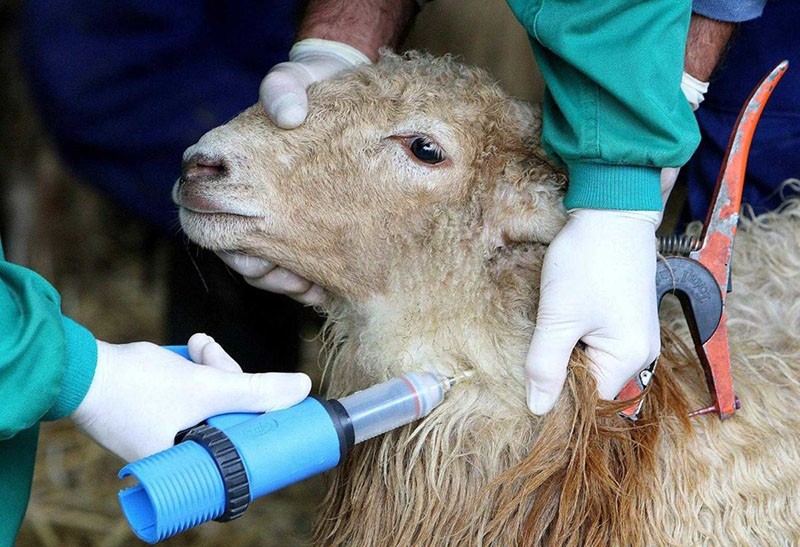 инъекция овце