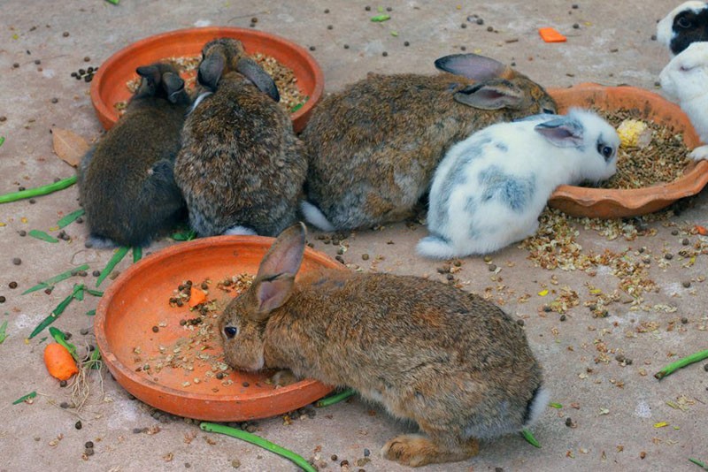 полноценное питание кроликов