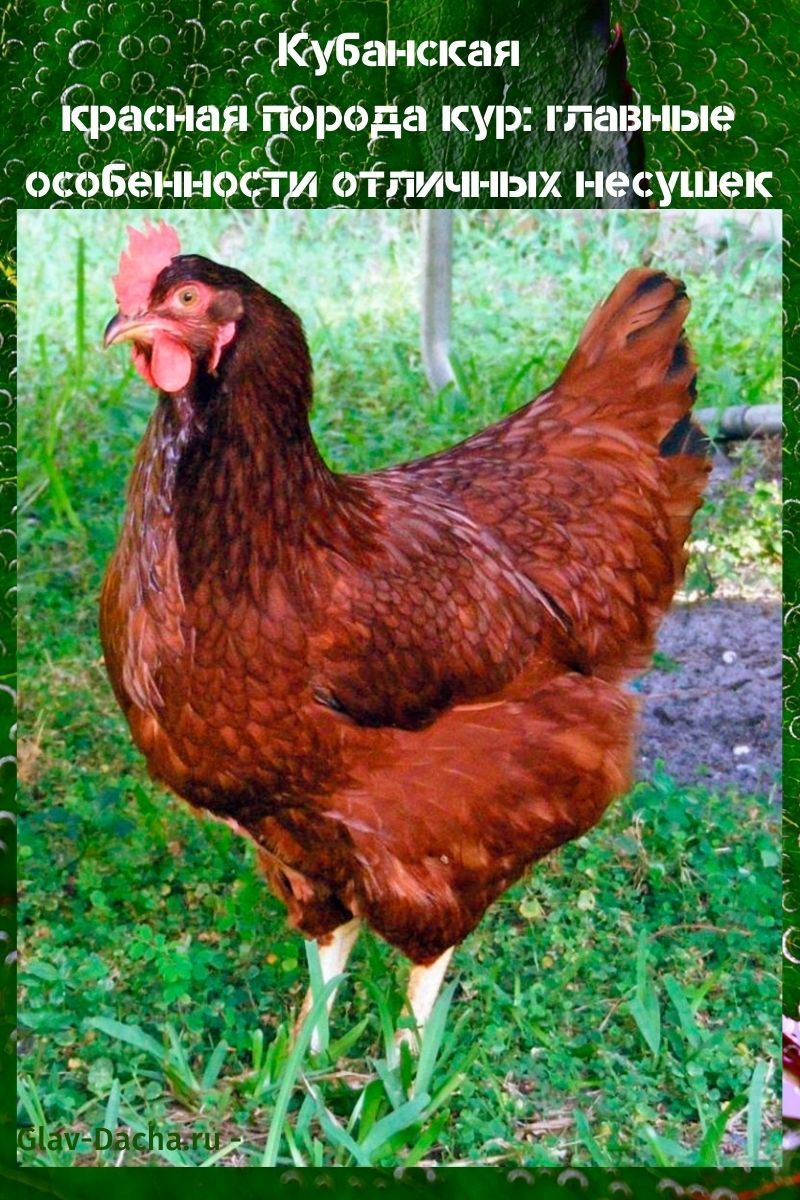 кубанская красная порода кур