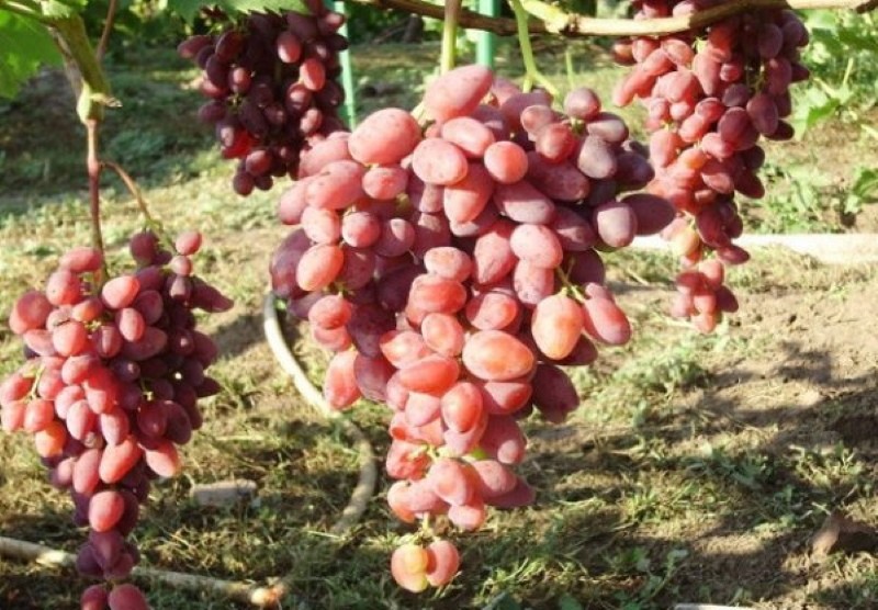 неукрывной виноград для подмосковья сорта