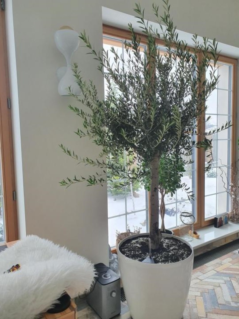 оливковое дерево в домашних условиях
