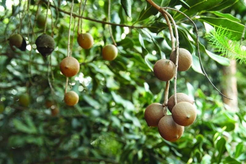 как растет орех макадамия