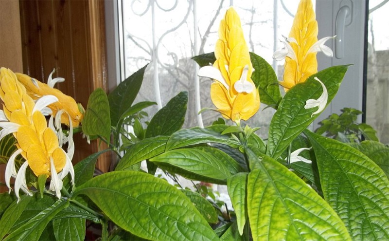цветение желтого пахистахиса