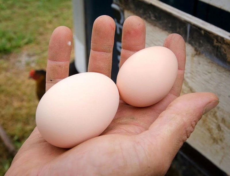 почему куры несут маленькие яйца