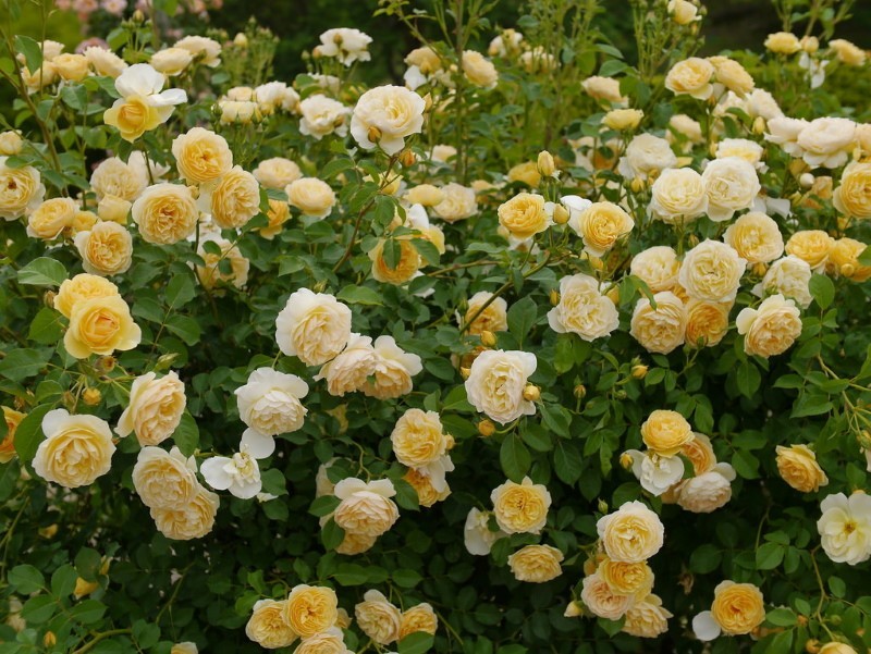 пышное цветение розы английской Грэхэм Томас