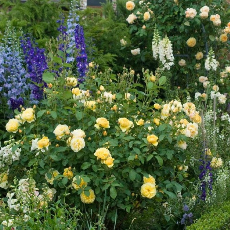 роза английская Грэхэм Томас в саду