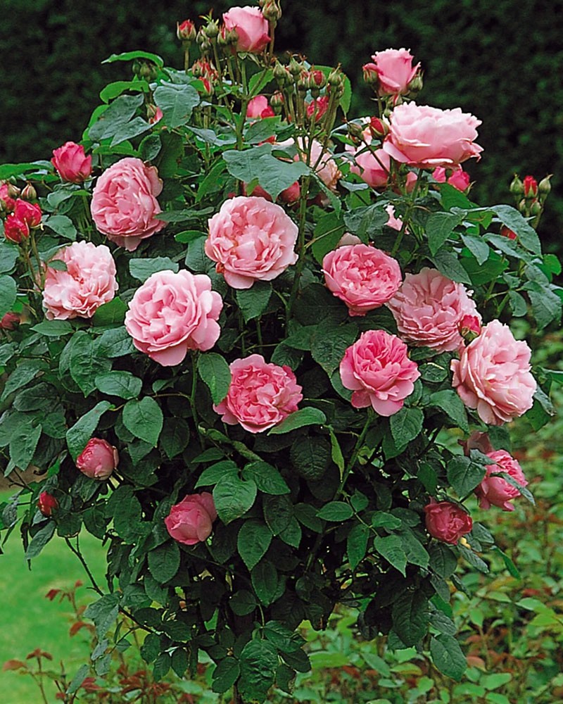 Роза Мэри Роуз - особенности сорта, правила посадки и ухода