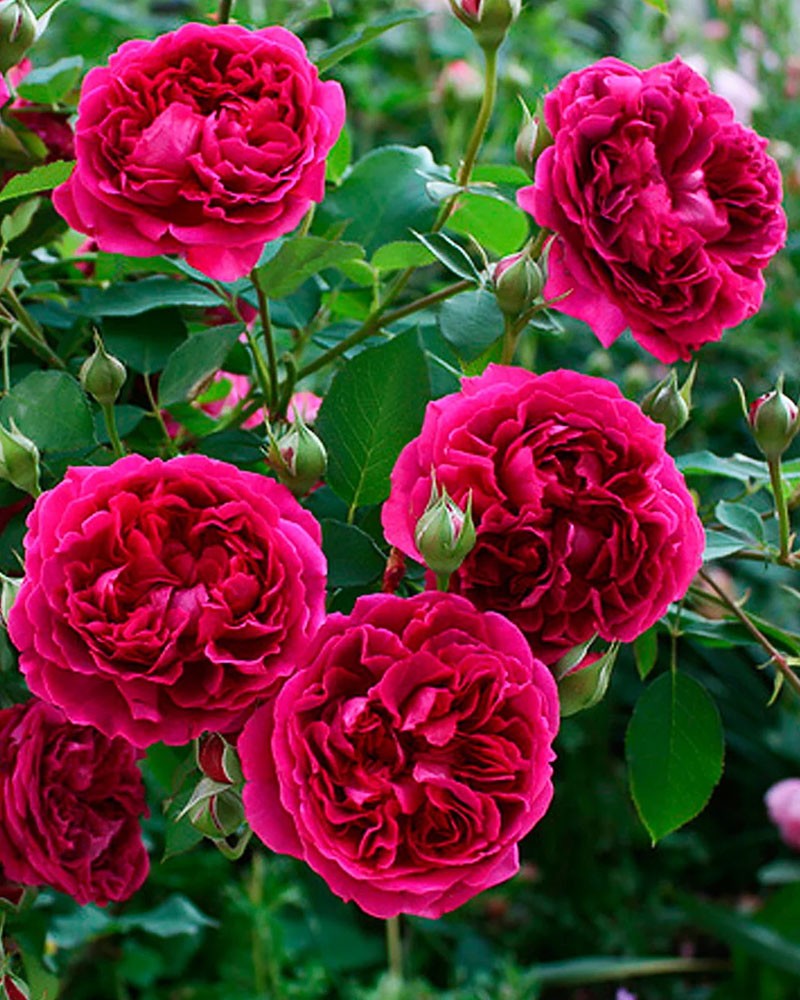Роза королева швеции описание сорта фото
